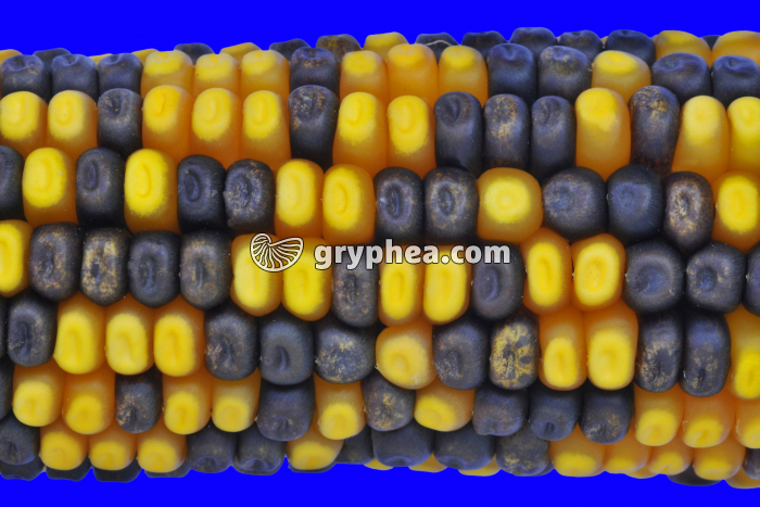 Maïs hybride - gryphea.org